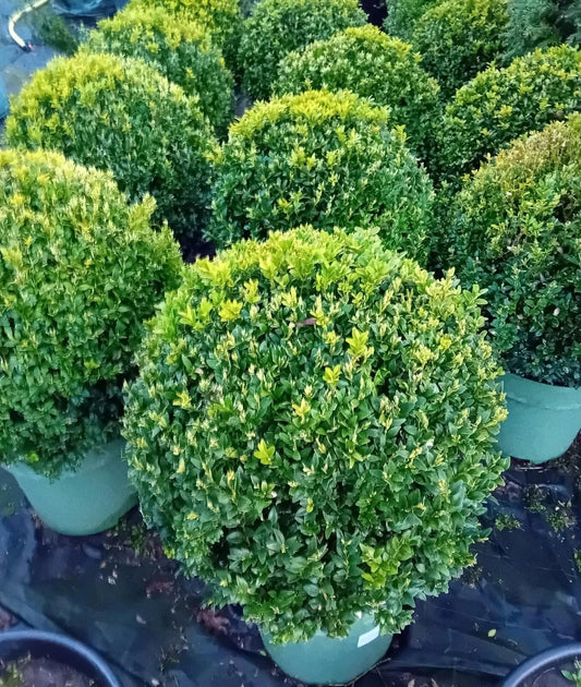 Buxus sempervirens (common box) topiary ball 45-50cm diameter Corbycart