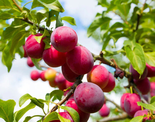 Big Juicy Victoria Plum Tree, 4-5ft Tall, Sweet Juicy and Tasty, Ready to Fruit Corbycart