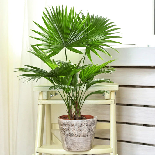 Livistona Fan Palm Large Indoor Tropical House Plant Real Evergreen Tall Plants Corbycart