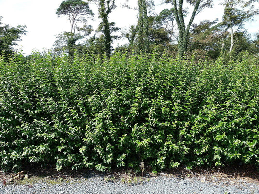 600 Green Privet Plants 3-4ft Tall, Evergreen Hedging, Grow a Quick, Dense Hedge