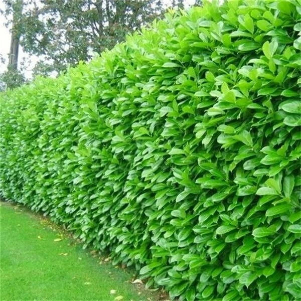 15 Cherry Laurel Evergreen Hedging Plants Fast Growing Shrub 40-60cm Potted