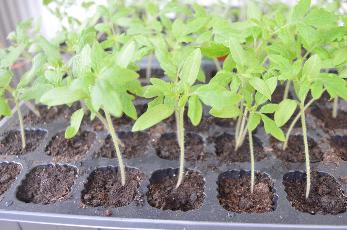 3 × Tomato ‘Moneymaker’ Plug Plants – READY NOW! CorbyCart