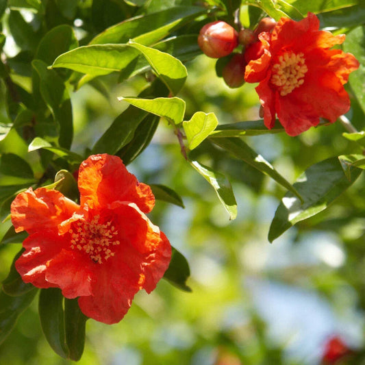 Dwarf Pomegranate Bush, Punica Nana , Hardy Compact Fruit Shrub,9cm Pot Corbycart