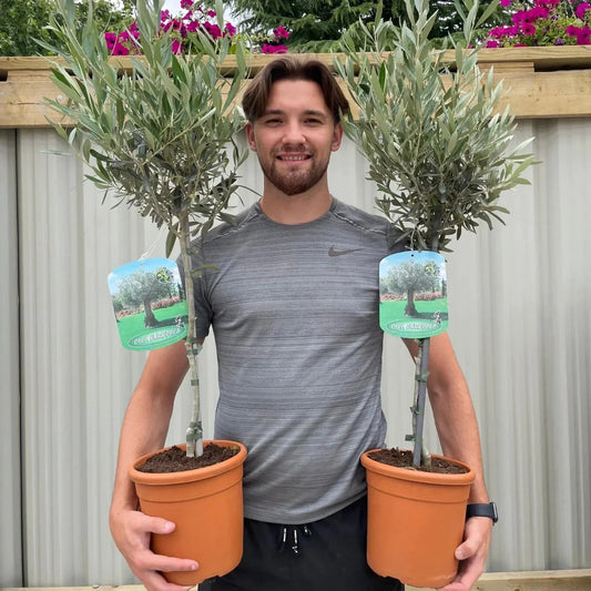 Large Olive Tree Plants x 2 Lollipop Olea Europea Evergreen 4L Pot 110-120cm Corbycart