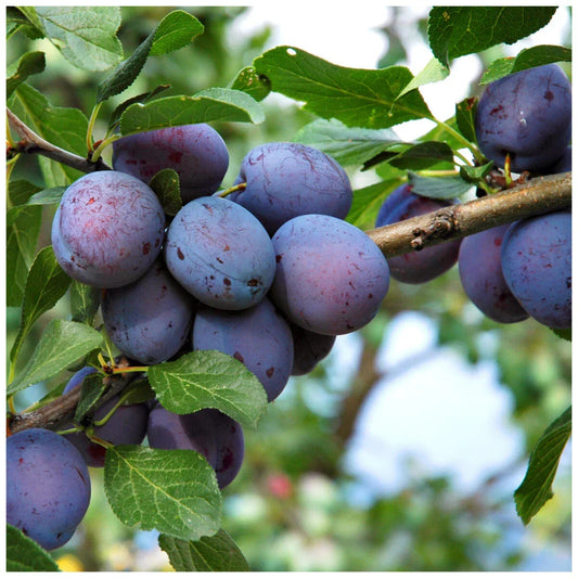 Czar Plum Tree 4-5ft Self Fertile,Ready to Fruit,Good For Cooking or Eating Corbycart