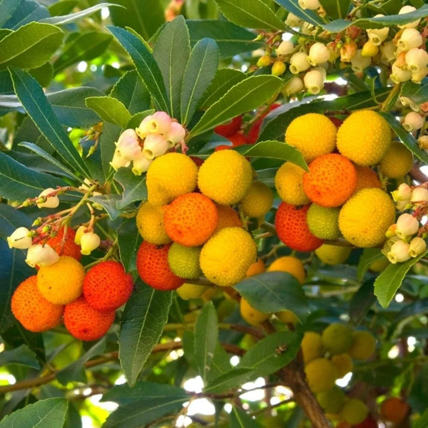 Arbutus unedo Compacta Plant in 9cm Pot - Easy Grow Strawberry Tree Garden Shrub