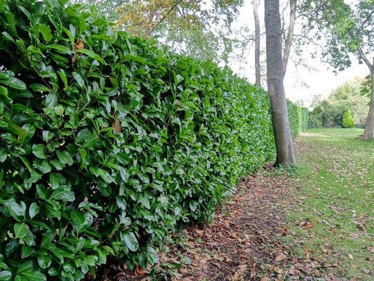 25x Laurel Garden Evergreen hedge plants bare root hedging 3-4ft