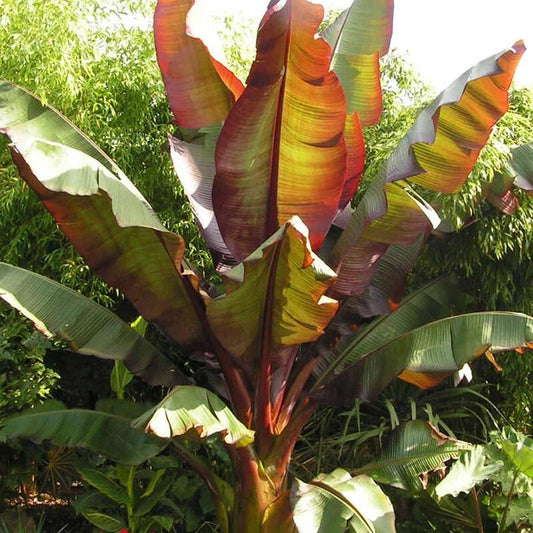 Ensete ventricosum Maurelii - Red Abyssinian Banana - Plant in 10.5 cm Pot Corbycart