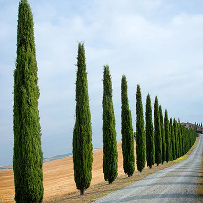 Pair of Italian Cypress Trees 90-120cm Tall, Ornamental Evergreen Shrubs Potted