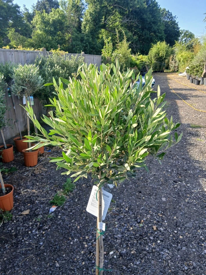 A pair of Standard Olive Trees approx.90cm inc.pot Corbycart