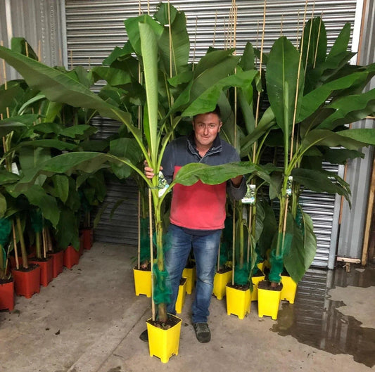 Large Musa Basjoo Fully Hardy Banana Fruit Tree 60-80cm Tall in a 3 Litre Pot Corbycart