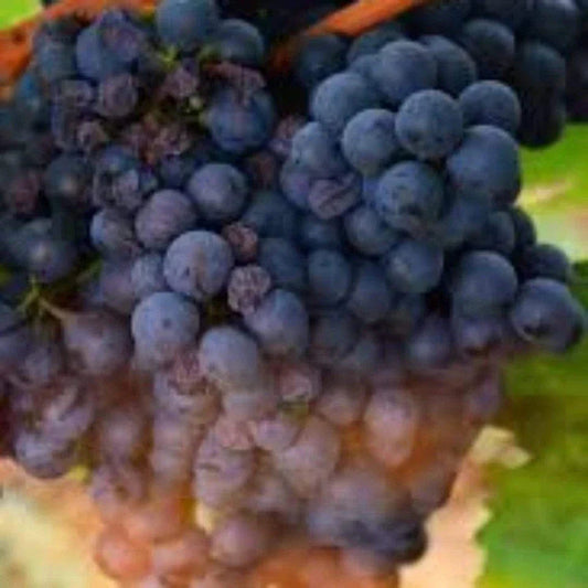 Grape Vanessa Seedless Outdoor Vine Climbing Early Season Plant Red Fruit Corbycart