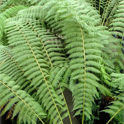 Tree Fern Plant in 17cm Pot - Dicksonia Antarctica