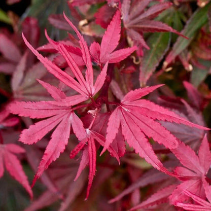 Acer palmatum Shaina - Japanese Maple | Large Outdoor Garden Ready Tree in Pot