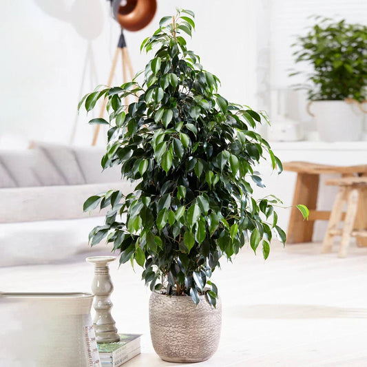 Weeping Fig Large Indoor House Plant Real Ficus Danielle Evergreen Tall Plants CorbyCart