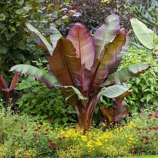 Ensete ventricosum Maurelii - Red Abyssinian Banana - Plant in 10.5 cm Pot Corbycart
