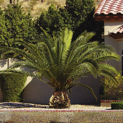 Tropical Palm Tree, Phoenix Canariensis 80cm-1m Tall, 1 x 19cm Pot