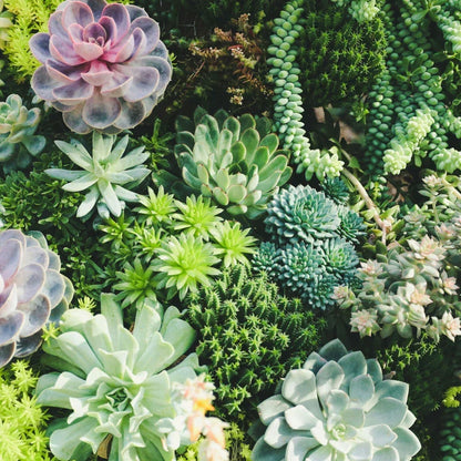10 Mixed Indoor Plants - 5 Succulents & 5 Cactus Mini Houseplants in 5.5cm Pots
