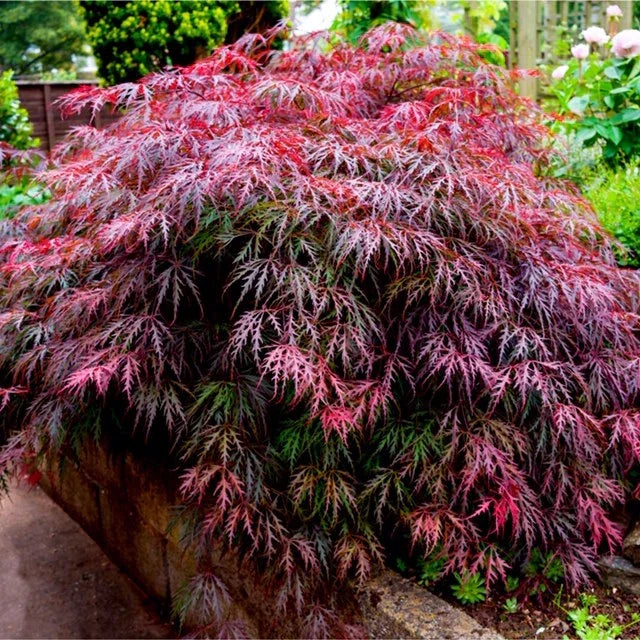 3 x Acer Plant Collection - 11cm Pots - Vars Atropur- pureum - Orange Dream Corbycart