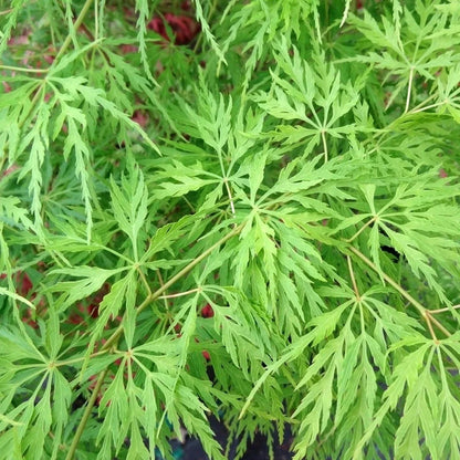 Acer 'Emerald Lace' Japanese Maple Plant - 25-35cm in Height Ready to Plant Corbycart