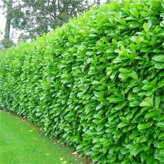 60x Cherry Laurel Hedging Plants 30-50cm Tall Potted