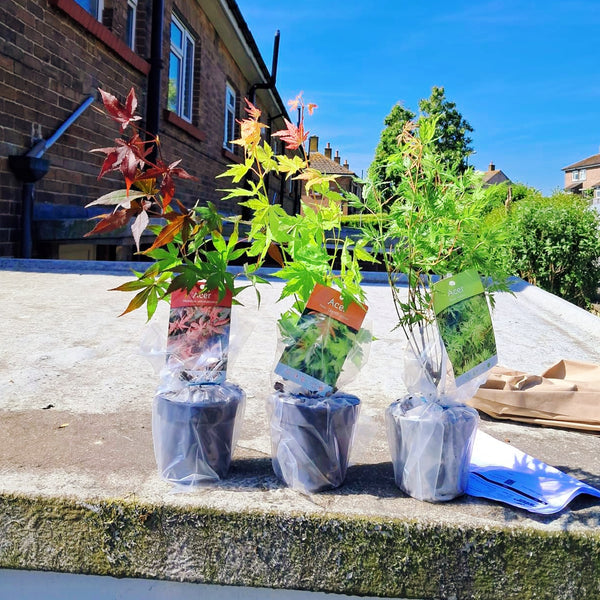 3 x Acer Plant Collection - 11cm Pots - Vars Atropur- pureum - Orange Dream Corbycart