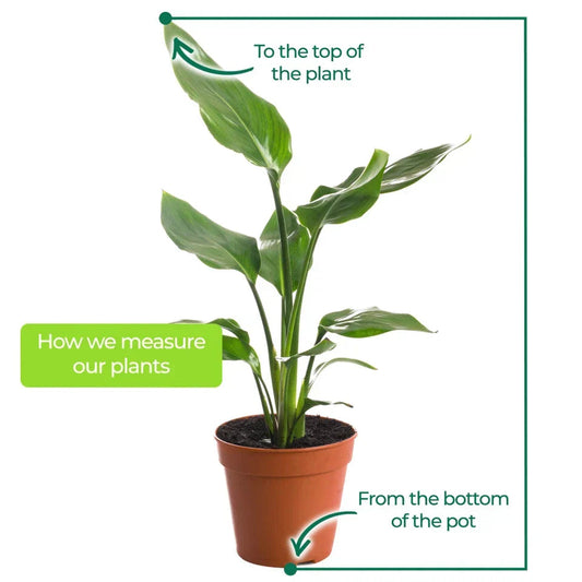 Strelitzia Nicolai Large Indoor House Plant Real Evergreen Tall Exotic Plants Corbycart