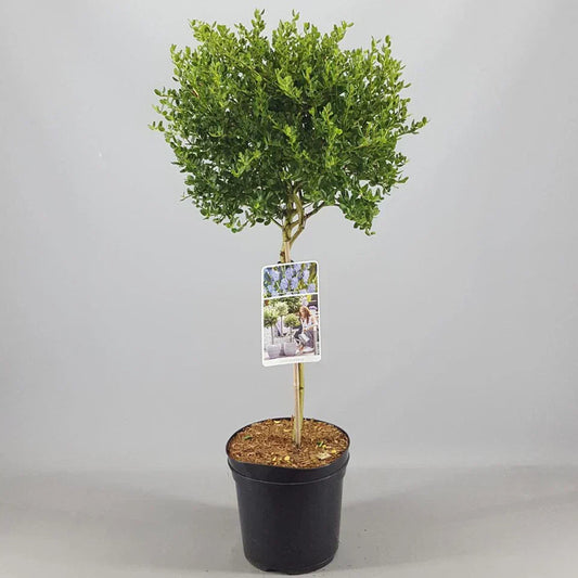 Ceanothus Victoria Tree / potted California Wild lilac trees 70_80cm Corbycart