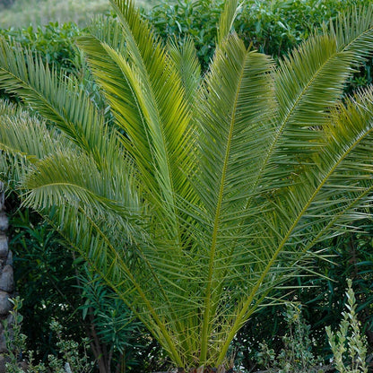 Pair of Hardy Phoenix Palm Canariensis Exotic Trees 60-80cm Tall in a 14cm Pot