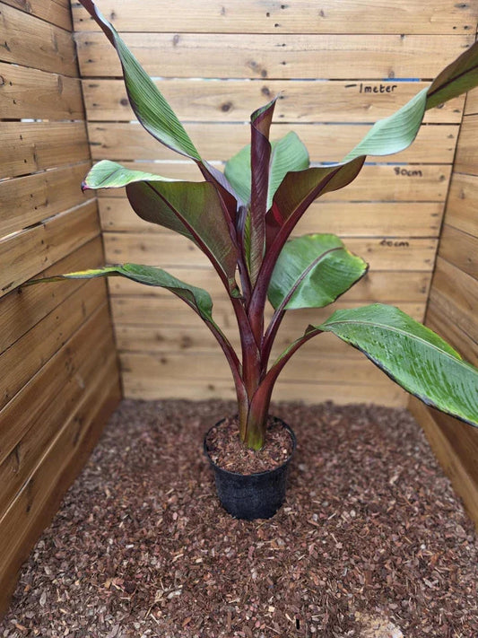 Ensete ventricosum Maurelii - Red Abyssinian Banana - Plant in 5 L Pot Corbycart
