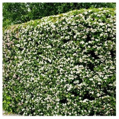 10x Hawthorn Hedging Plants, Wildlife Friendly 2-3ft In 1L Pot, Hawthorne Hedges