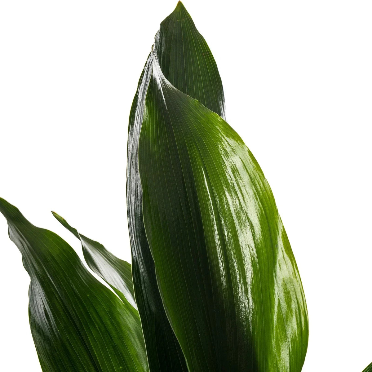 Cast Iron Plant Aspidistra Elatior Indoor House Plants Evergreen Tall Exotic CorbyCart