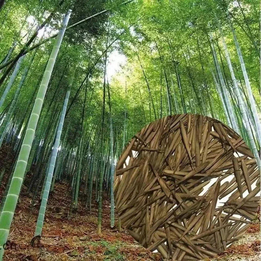 Giant Moso Bamboo Seeds, Phyllostachys Pubescens Edulis CorbyCart