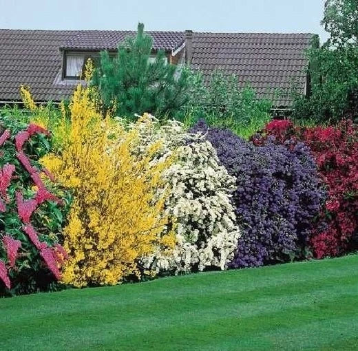 5X MIXED ESTABLISHED GARDEN SHRUBS - HIGH QUALITY POTTED HARDY GARDEN PLANTS Corbycart