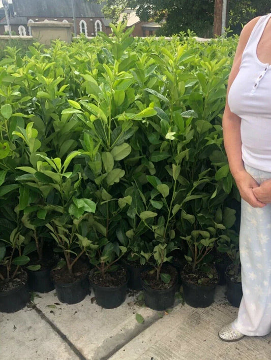 5 Cherry Laurel Hedging Evergreen Plants Fast Growth 3-4ft Large 5 Litre Pots