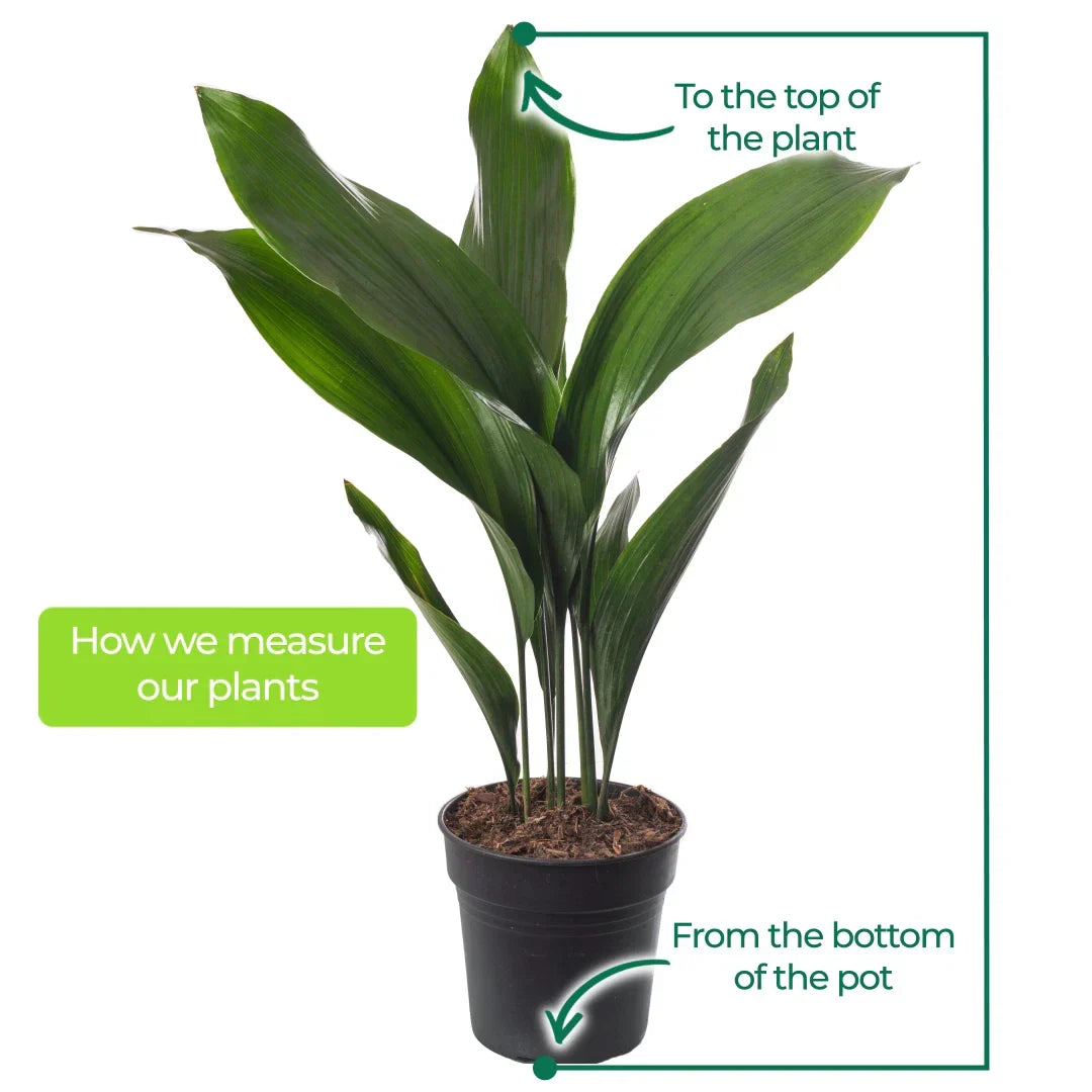 Cast Iron Plant Aspidistra Elatior Indoor House Plants Evergreen Tall Exotic CorbyCart