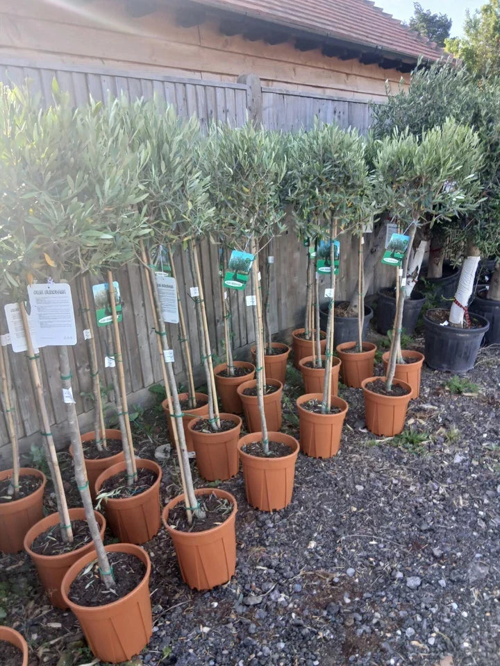 A pair of Standard Olive Trees approx.90cm inc.pot Corbycart