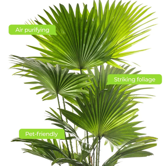 Livistona Fan Palm Large Indoor Tropical House Plant Real Evergreen Tall Plants Corbycart