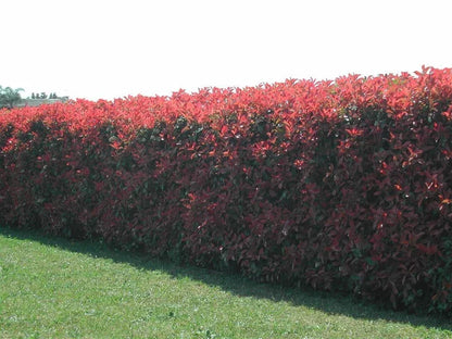 100 Red Robin Hedging Photinia Evergreen Plants Fast Growing 25-40cm Potted
