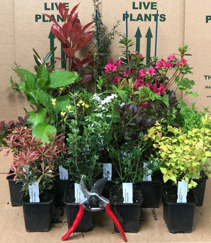 10X MIXED ESTABLISHED GARDEN SHRUBS - HIGH QUALITY POTTED PLANTS NOT PLUG PLANTS Corbycart