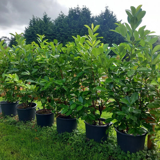 5x Laurel hedging plant 20/30l pot 130-150cm height