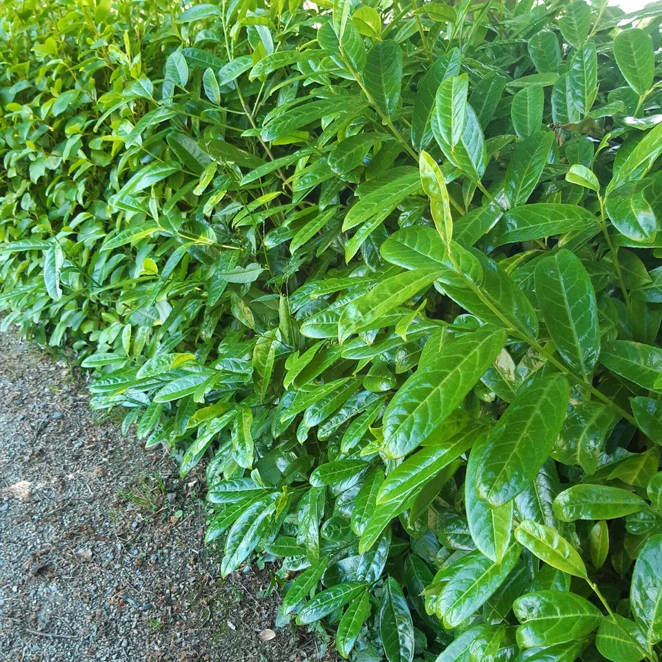 10 Cherry Laurel Hedging Plants 30-50cm Tall Potted