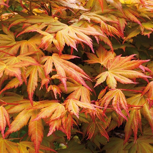 3 x Acer Plant Collection - 11cm Pots - Vars Atropur- pureum - Orange Dream Corbycart