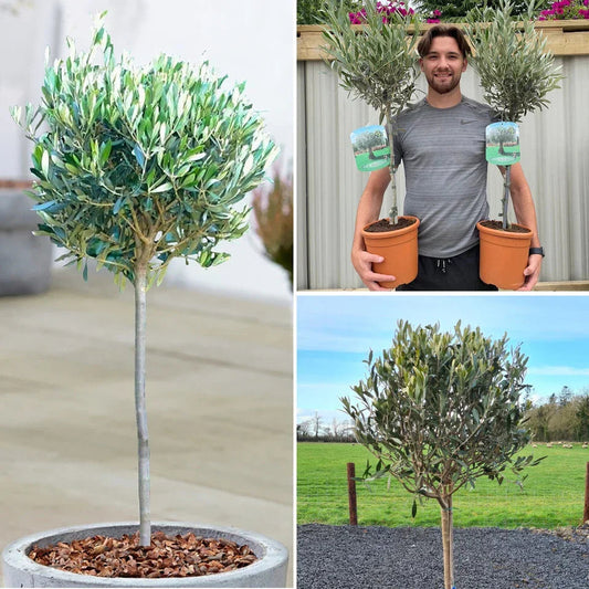Large Olive Tree Plants x 2 Lollipop Olea Europea Evergreen 4L Pot 110-120cm Corbycart