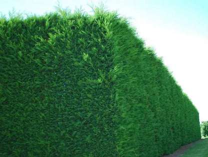 10x Large 4-5ft Green Leylandii Evergreen Hedging Plants - 3L Potted