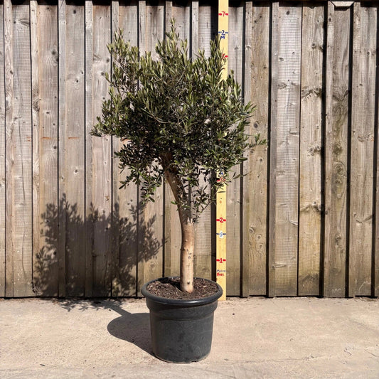 Thick Stem Olive Tree - L Corbycart