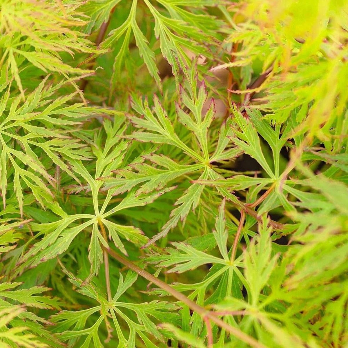 Acer 'Emerald Lace' Japanese Maple Plant - 25-35cm in Height Ready to Plant Corbycart
