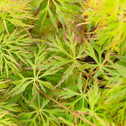 Acer 'Emerald Lace' Japanese Maple Plant - 25-35cm in Height Ready to Plant Corbycart