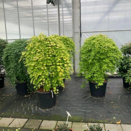 Japanese Maple 'Cascade Emerald' - Weeping Tree with Fiery Autumn Colours Corbycart