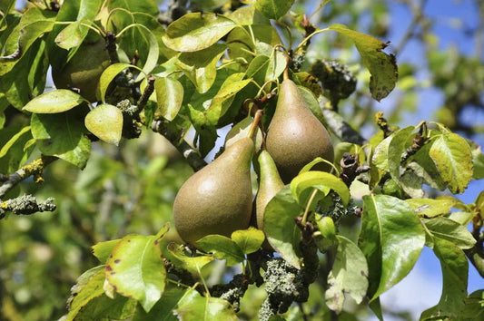 Conference Pear Tree 4-5ft Tall, Self-Fertile & Heavy Cropper, Ready to Fruit Corbycart